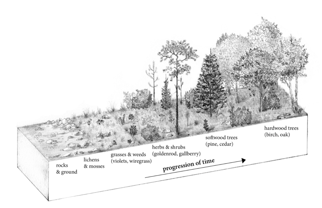 An illustration showing vegetation type over time