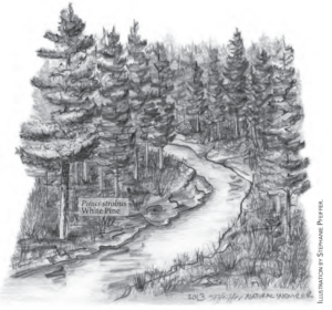 An illustration showing White Pine trees growing along a river