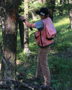 Dr. Haavik uses an ax to scrape away the bark on a tree.