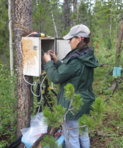 Ms. Arnold works on the wiring in a box mounted on a tree in a forest.