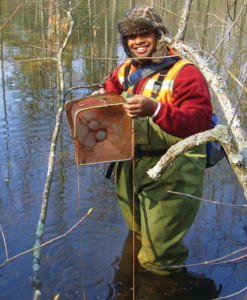 Dr. Baldwin wades in a body of water and holds a fish trap