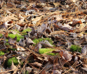 Leaf litter on a forest floor