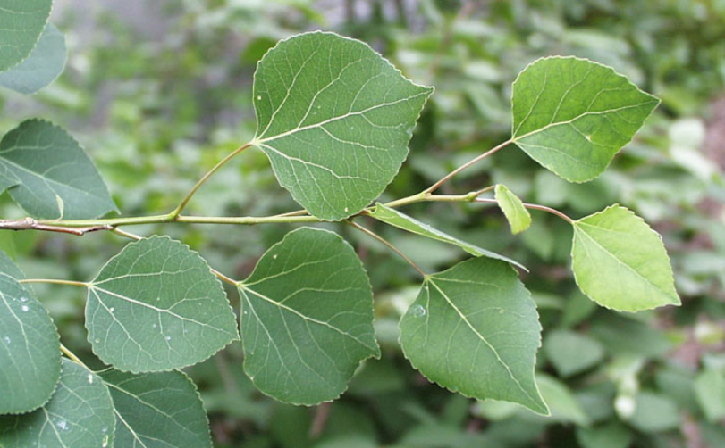 aspen leaves on a branch