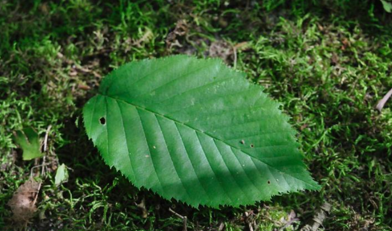 Birch leaf