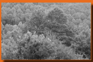 A tree canopy where the tops of the trees are touching because they are close together