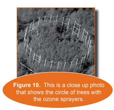 Close up photo that shows the circle of trees with the ozone sprayers