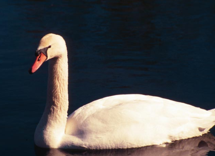 A mute swan in a body of water