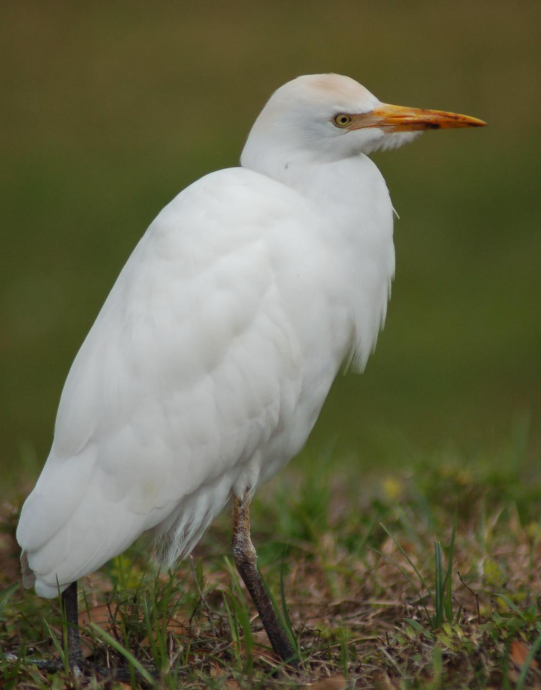 A cattle egret in the grass