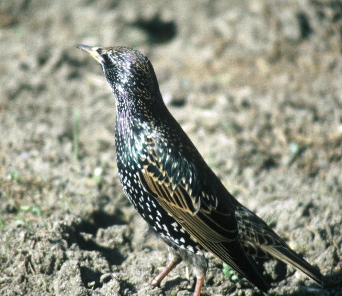 A European Starling on the ground