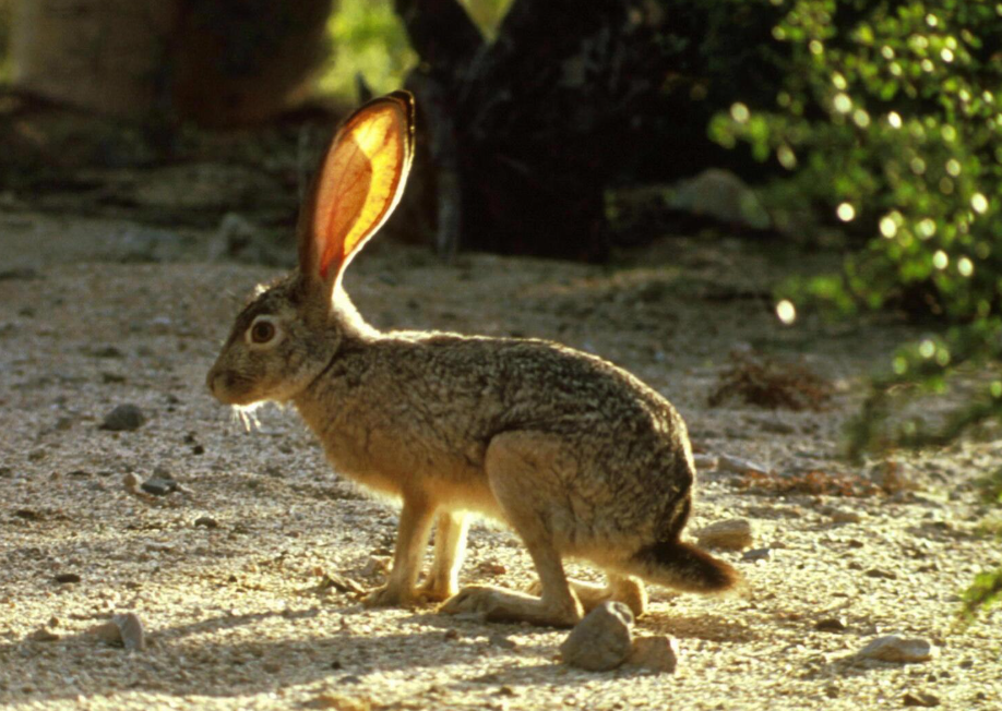 A jackrabbit in a sandy area