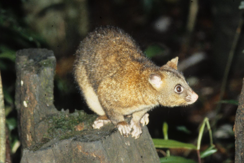 Brush Tail possum on a branch