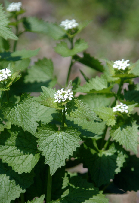 Flowering Garlic Mustard