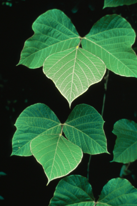 Kudzu leaves