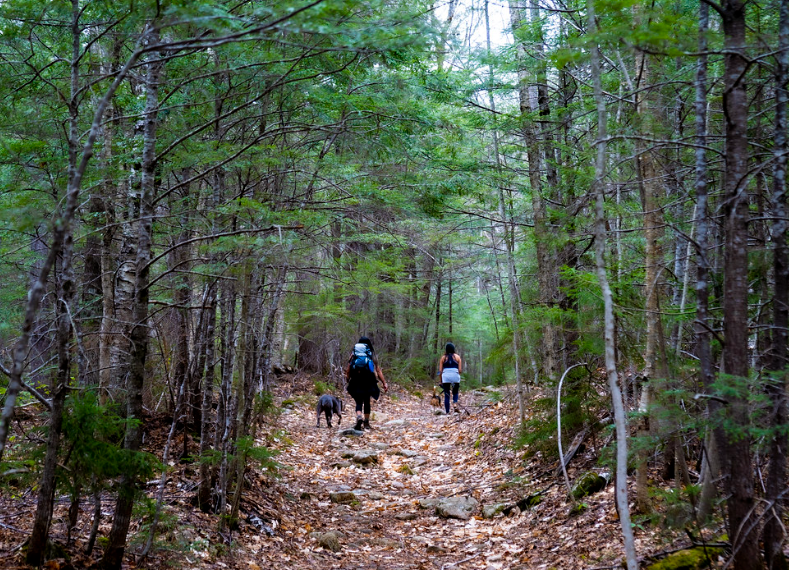 People hiking on a trail