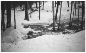 A snowy forested area with a clear section of the snow shoveled away