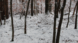A forest floor covered in snow with small tree trunks coming out of it