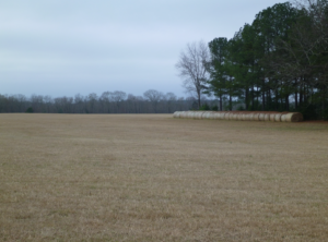 An open field with rolls of hay
