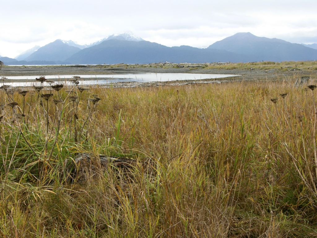 Rural area with vegetation in Alaska