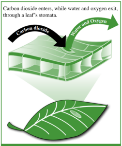 A graphic showing how stoma are special cells in a leaf that allow carbon dioxide to enter and water vapor and oxygen to escape.