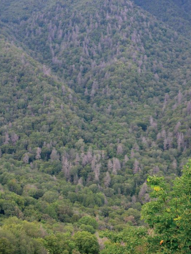 A valley with living and dead trees