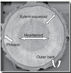 A graphic showing sap flow through a tree cookie
