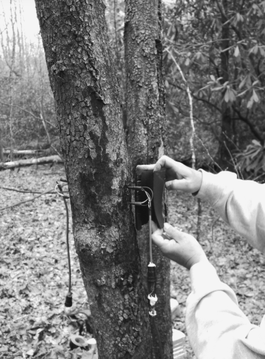Probe in a tree