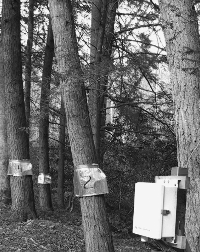 Probes in trees