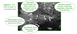 a graphic showing the flow of water in a forested area