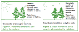 Two graphics. On the left water is moving up a tree. On the right water is moving slower because it is nighttime.