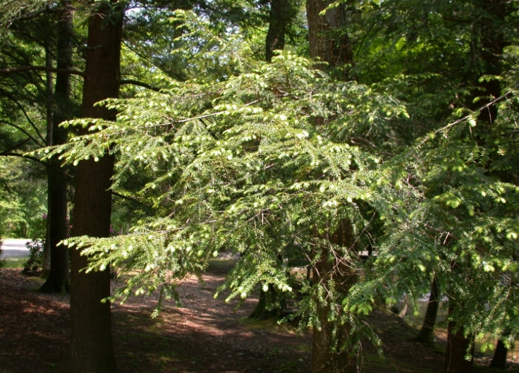 Eastern Hemlock Tree