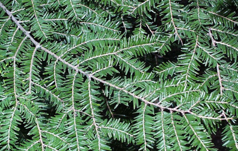 A close up of the needles on the eastern hemlock tree