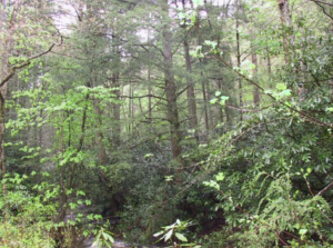 Eastern hemlock trees