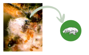 A photo of an adult hemlock woolly adelgid and an illustration of one