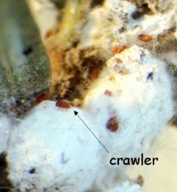 White egg masses and a small bug crawling over it
