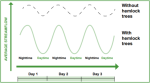 A graph showing streamflow throughout three days in trees with and without adelgid presence