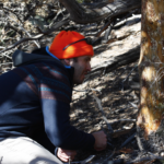 Andrew Graves observing bark in a forest