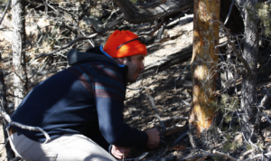Andrew Graves observing bark in a forest
