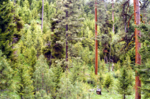 A western forest with many small trees