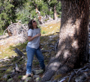 Ms. Huckaby holds an increment borer and looks up at a large tree.