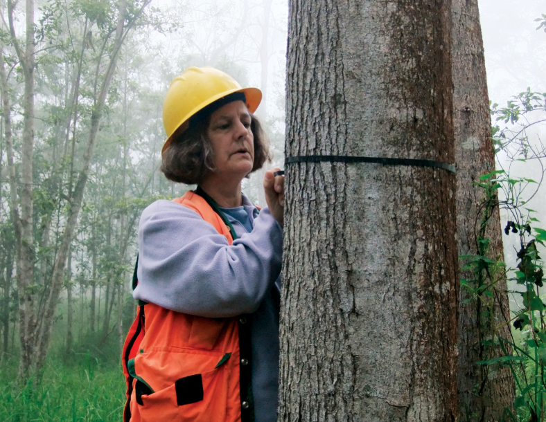 Ms. Lowell measures the diameter at breast height of a tree