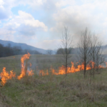 Jen Neppl in full fire gear starting a prescribed burn in an overgrown area