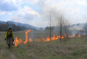 Jen Neppl in full fire gear starting a prescribed burn in an overgrown area