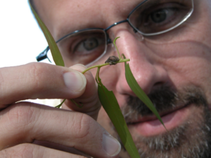 Kier Klepzig observing a bug on a leaf
