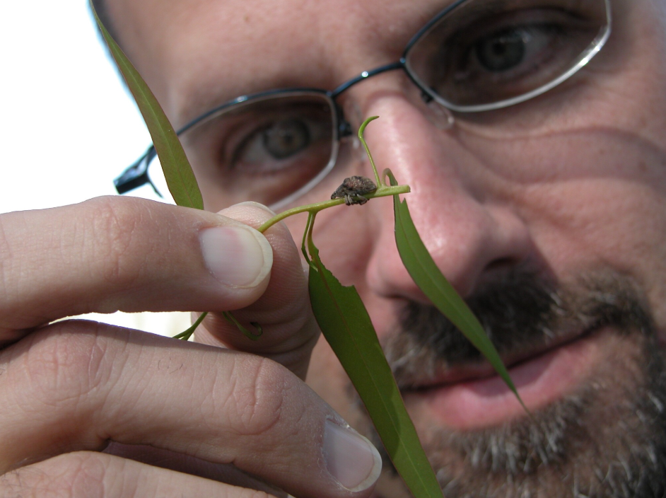 Kier Klepzig observing a bug on a leaf