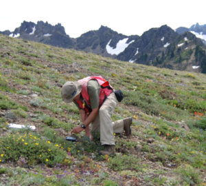 Dr. Peter kneels in a mountainous landscape and examines plants