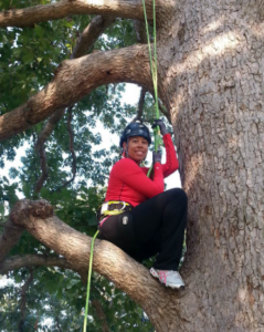 Dr. Lawson wears a climbing harness and climbs up a large tree.