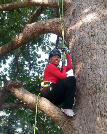 Dr. Lawson wears a climbing harness and climbs up a large tree.