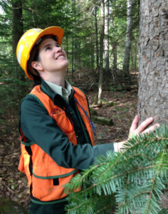 Dr. Kenefic wears a hard hat and safety vest and looks up at a tree