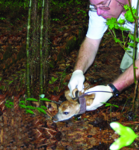 Dr. Kilgo puts a radio collar on a fawn