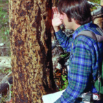 Dr. Raphael examines a hole in a tree trunk